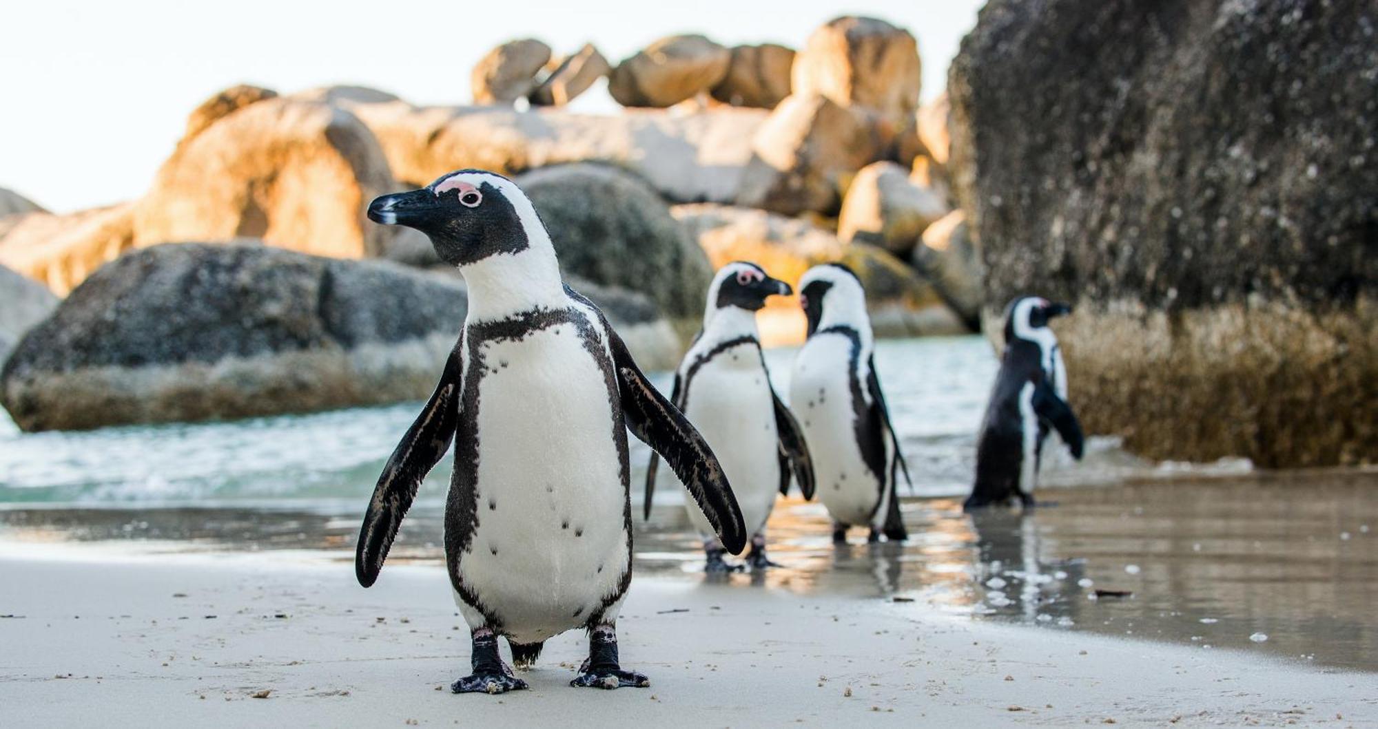 Ocean Vibes Hotel Cape Town Luaran gambar